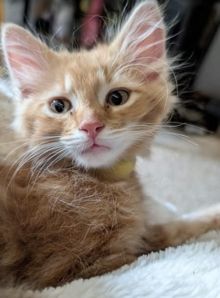 Enlarge Helios, a Adoptable mixed breed in Poplar Grove, IL image 6/6