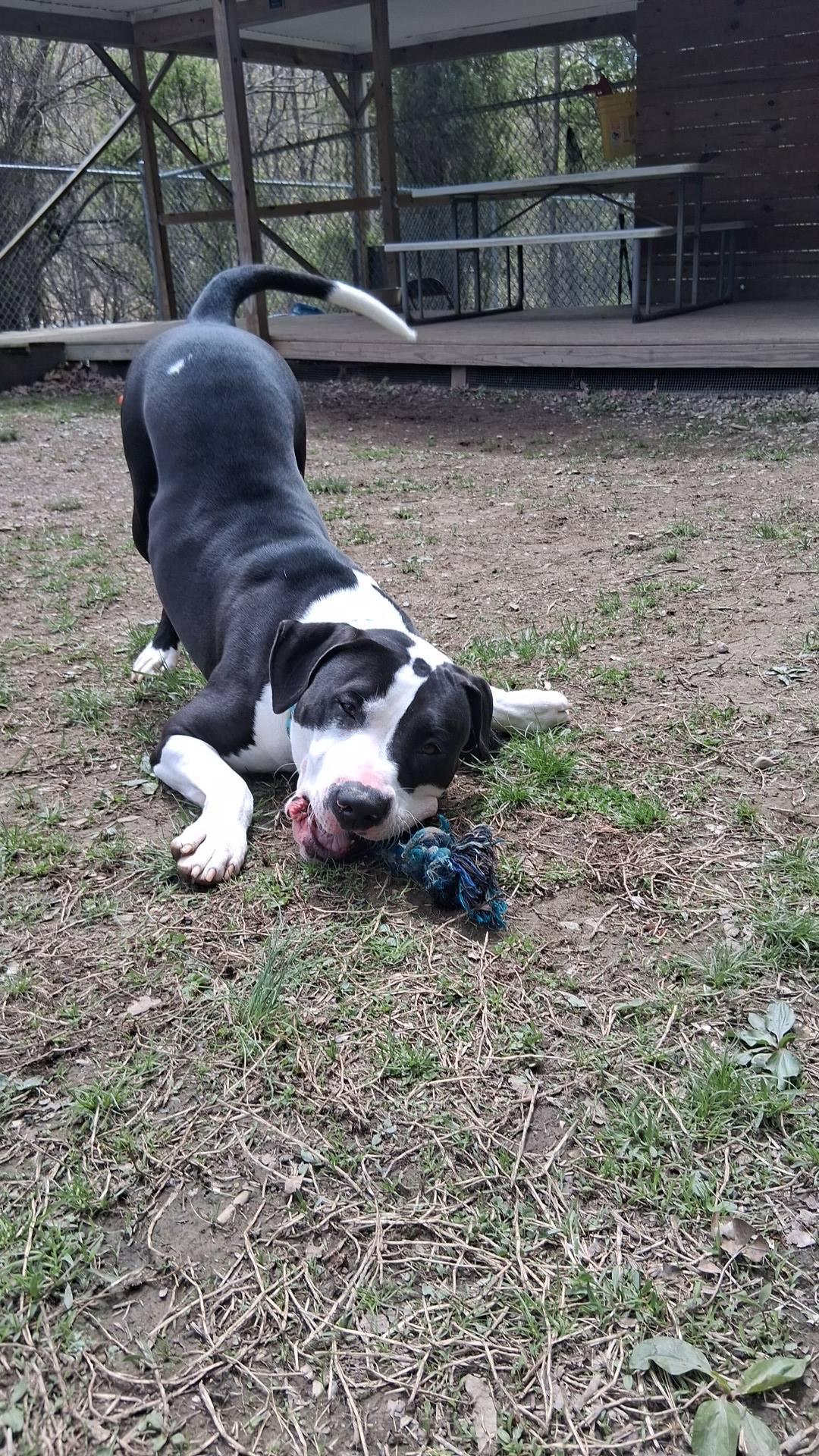 Buddy, ADOPTABLE, Adult Male Pit Bull Terrier.