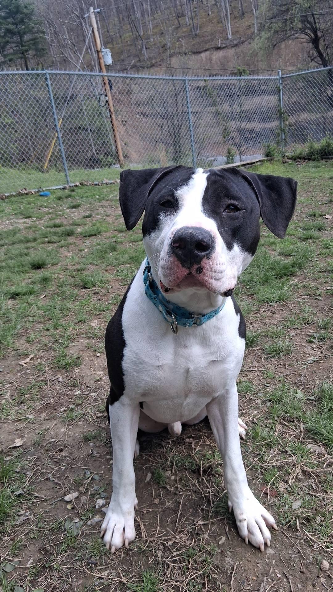 Enlarge Buddy, a ADOPTABLE mixed breed in Huntingdon, PA image 2/2