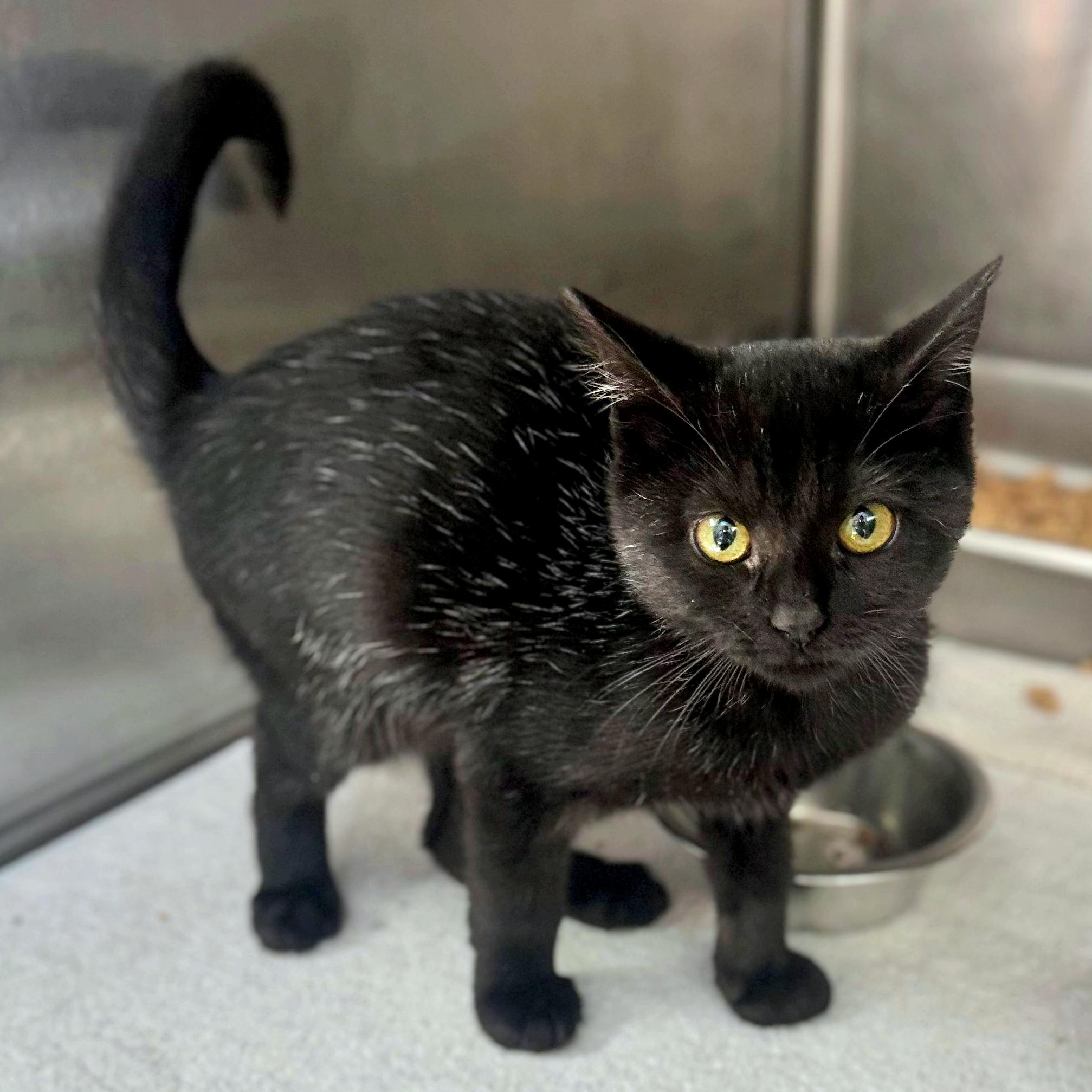 Cat for adoption Oscar The Grouch, a Domestic Short Hair in Hilton