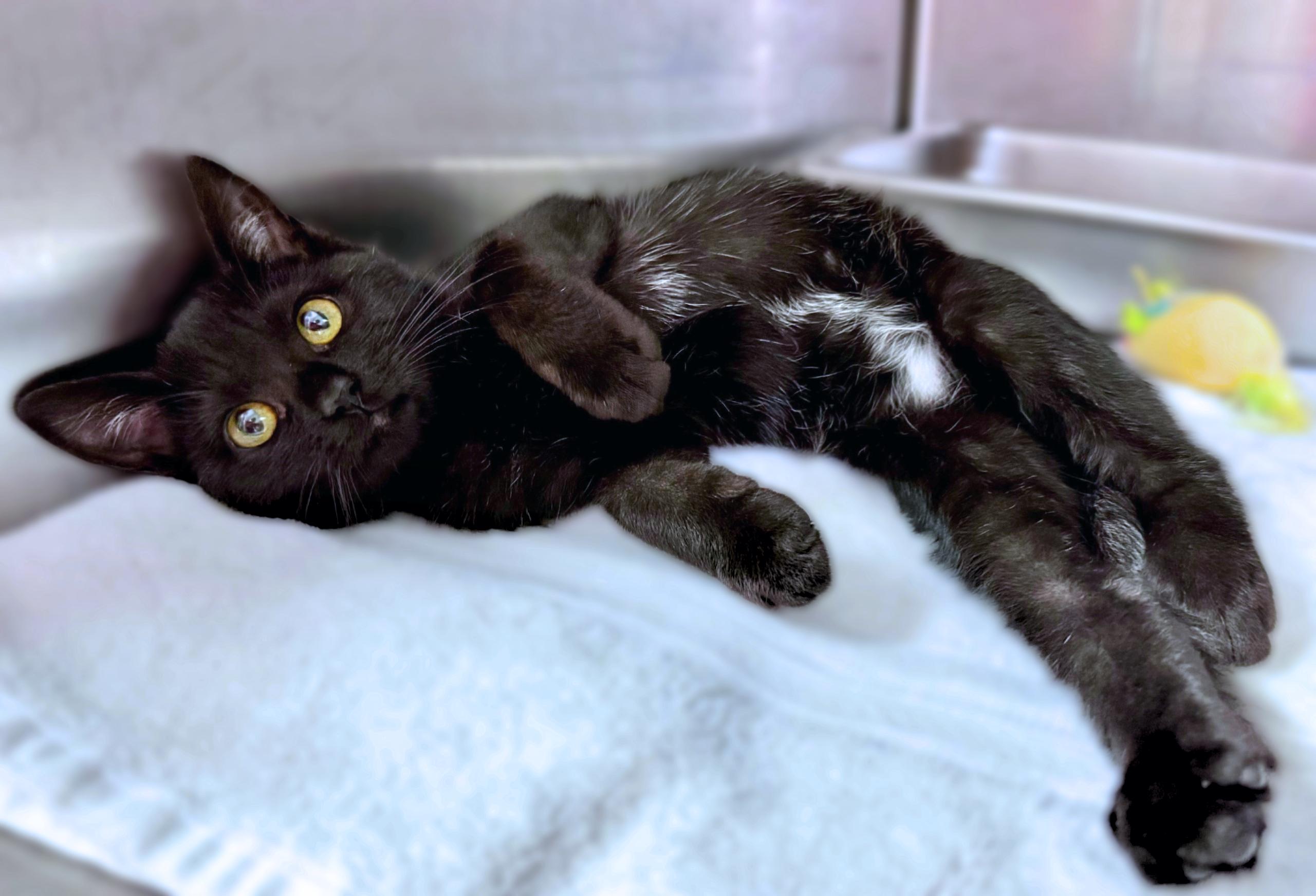 Cat for adoption Oscar The Grouch, a Domestic Short Hair in Hilton