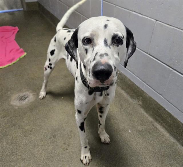 PERCY GOLDEN — thumbnail 2