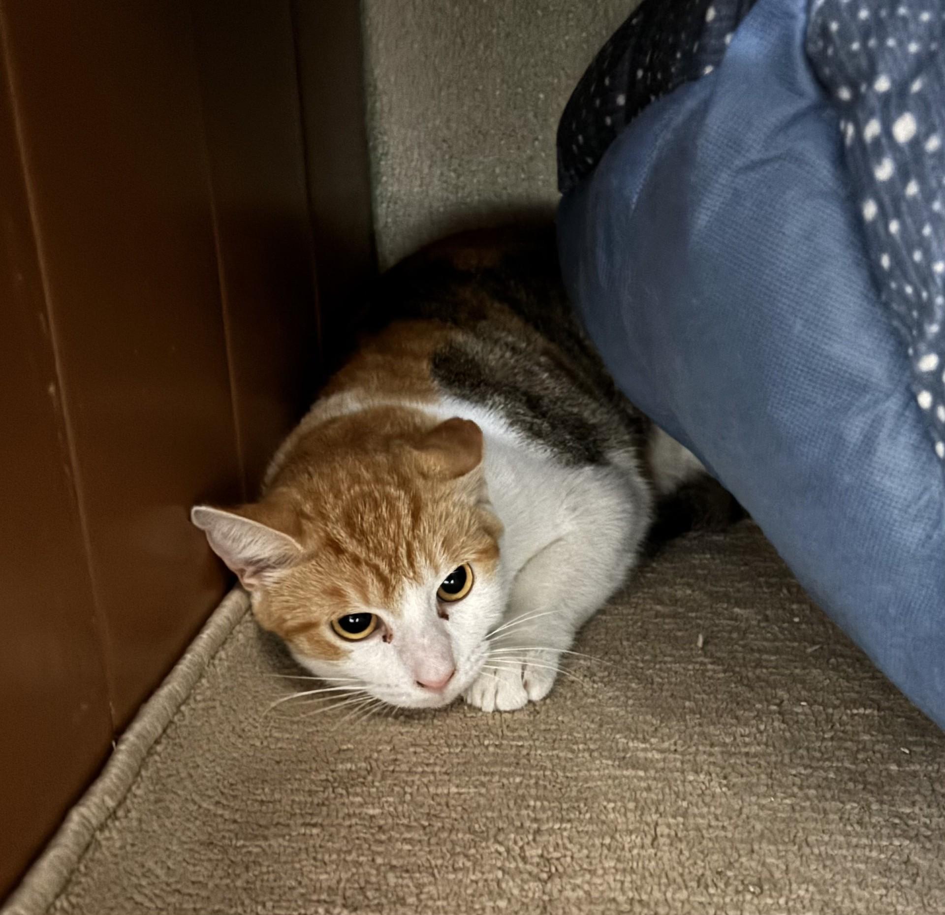 Enlarge Judy, a ADOPTABLE Domestic Short Hair in Altoona, PA image 1/1