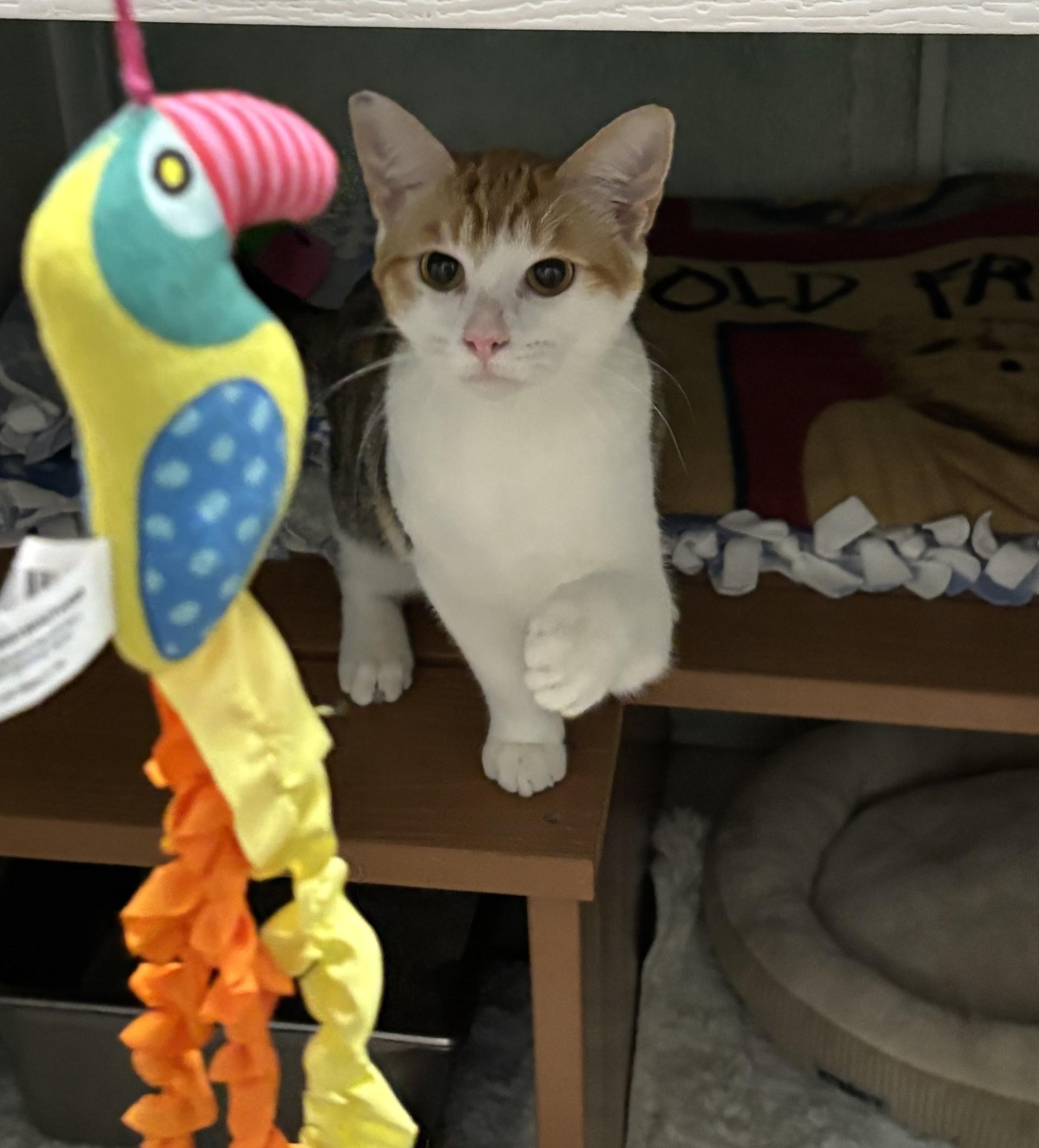 Judy, a ADOPTABLE Domestic Short Hair in Altoona, PA image 1/4