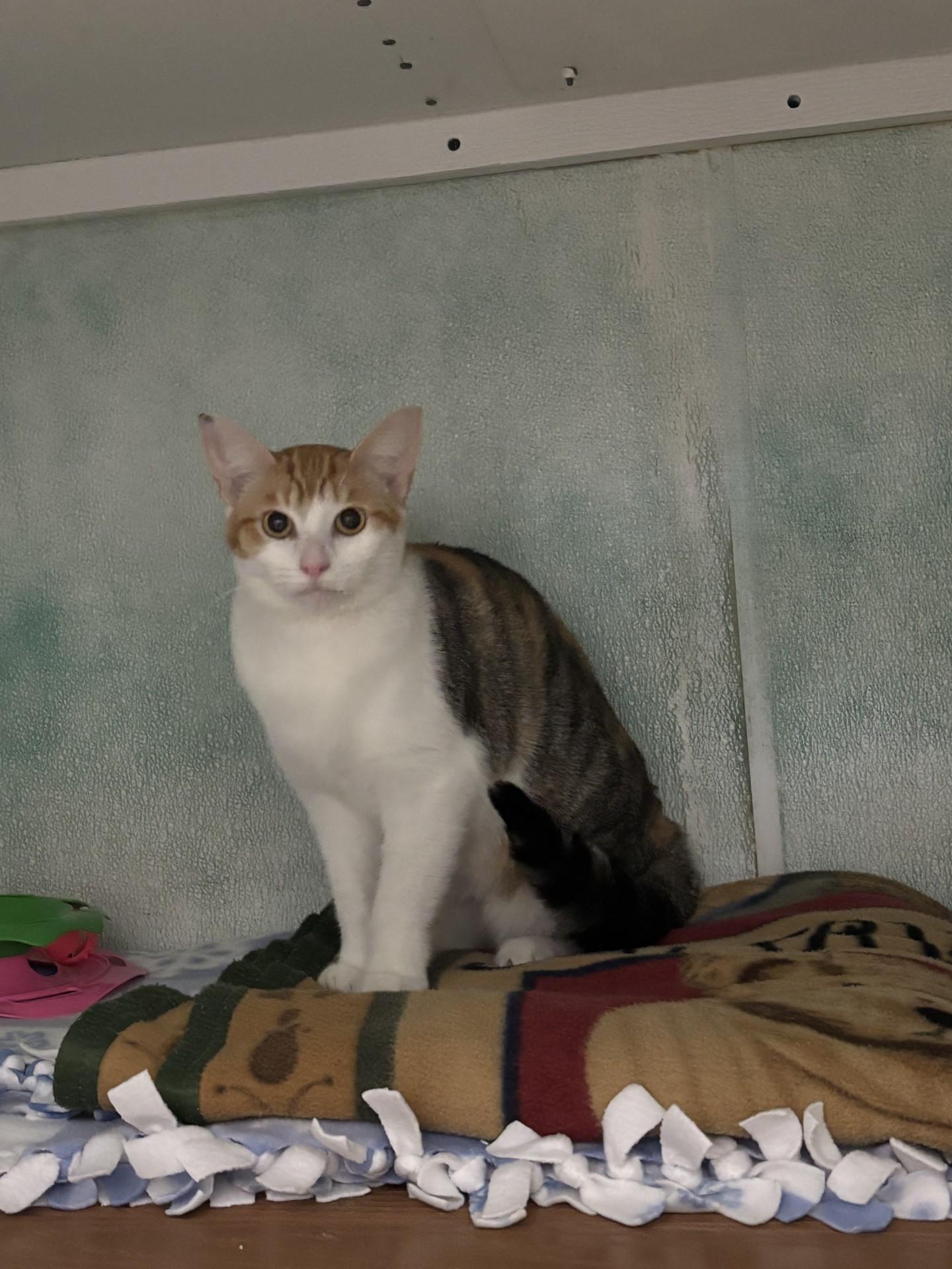 Judy, a ADOPTABLE Domestic Short Hair in Altoona, PA image 3/4