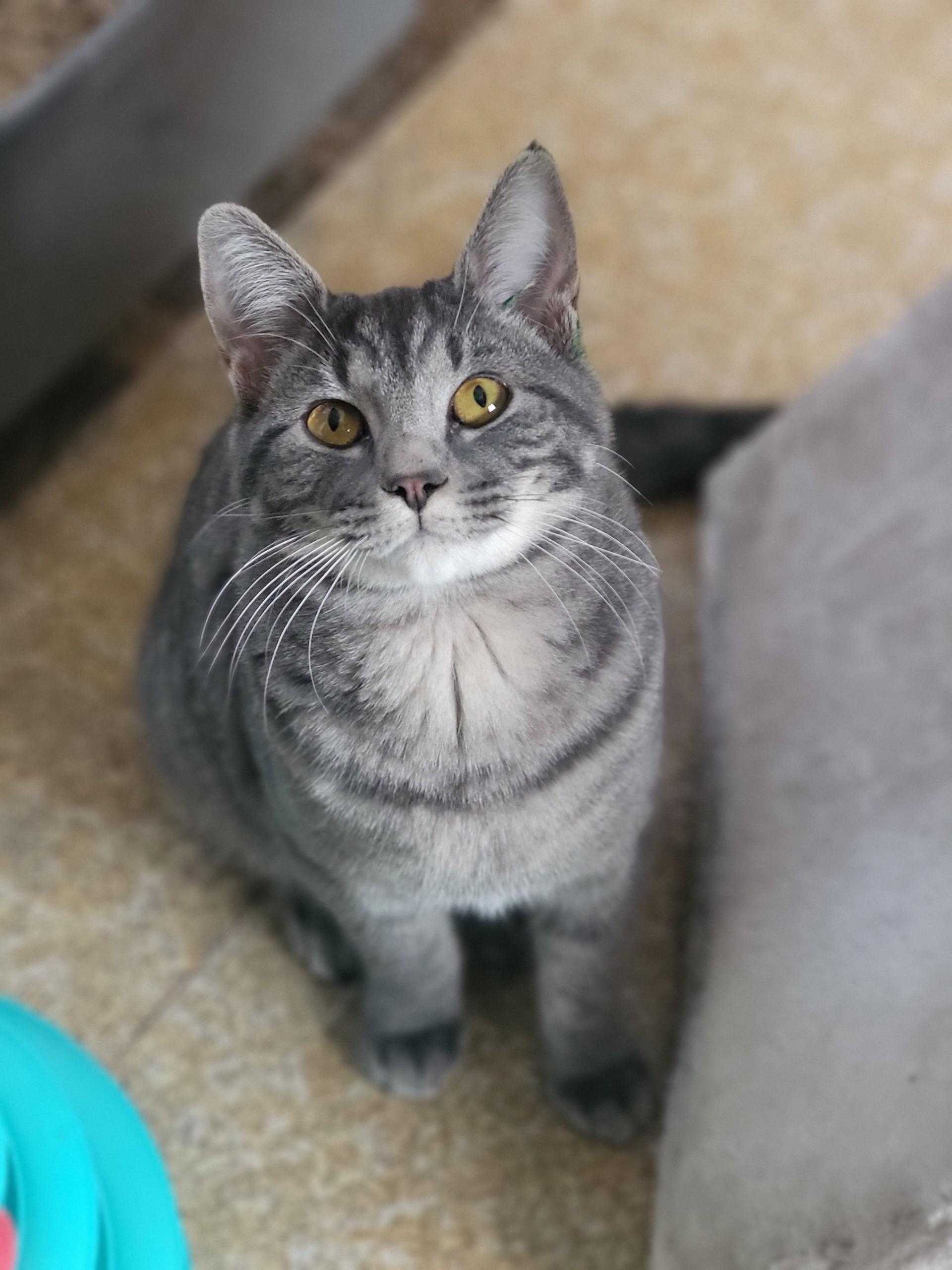 Penelope, ADOPTABLE, Young Female Domestic Short Hair.