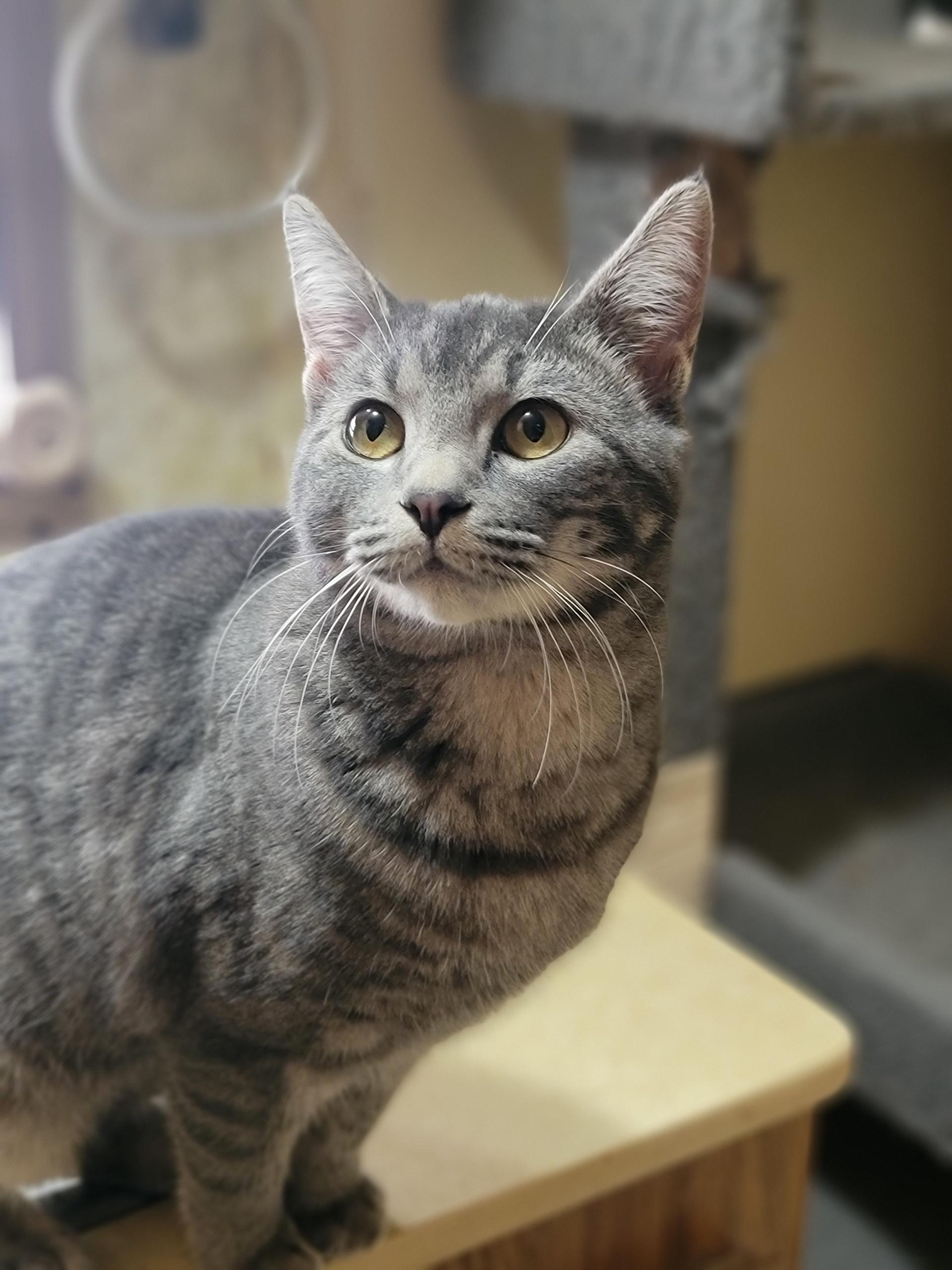 Enlarge Penelope, a ADOPTABLE Domestic Short Hair in Washoe Valley, NV image 2/2