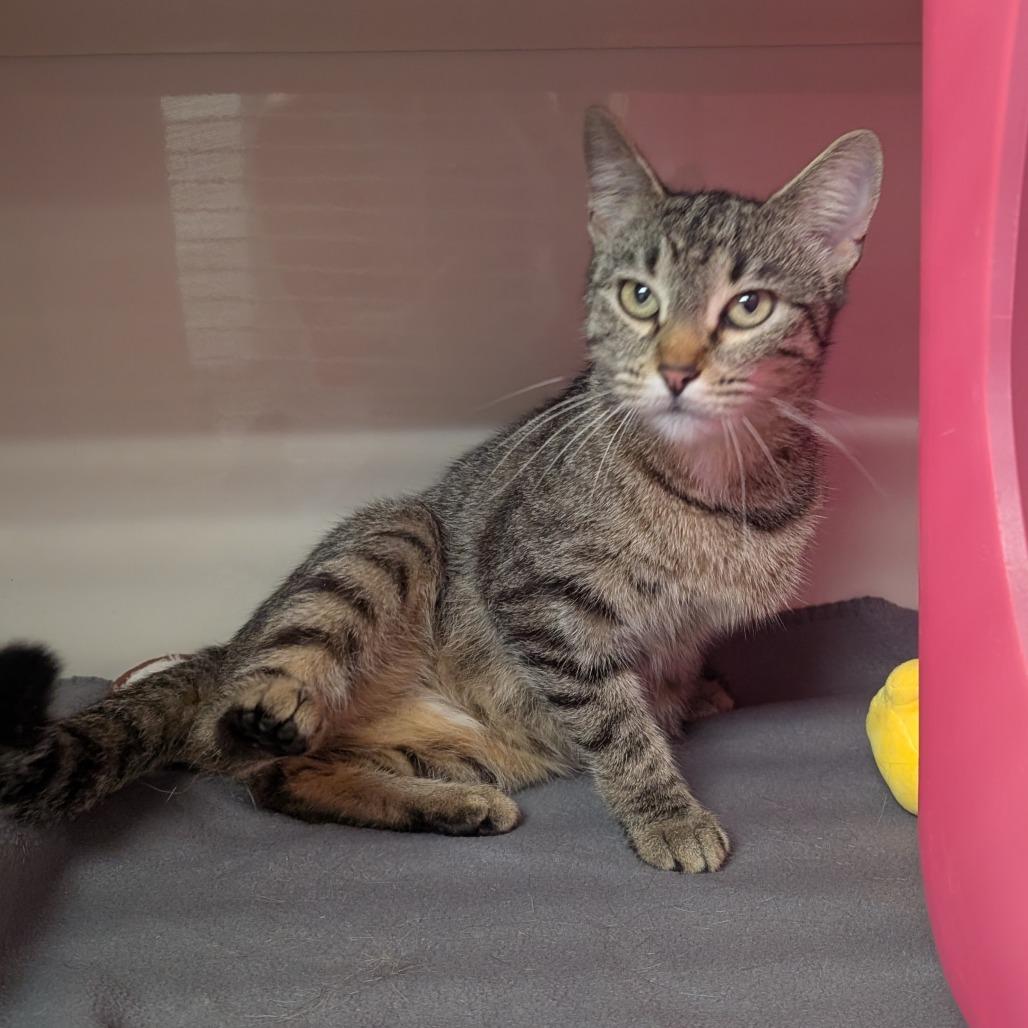 Enlarge S'more, a Adoptable Domestic Short Hair in Watertown, NY image 1/2