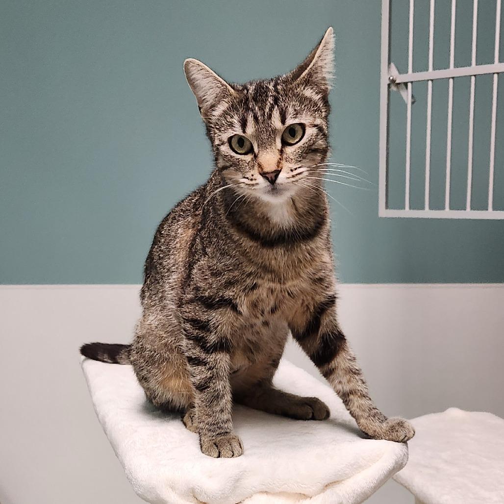 Enlarge S'more, a Adoptable Domestic Short Hair in Watertown, NY image 2/2