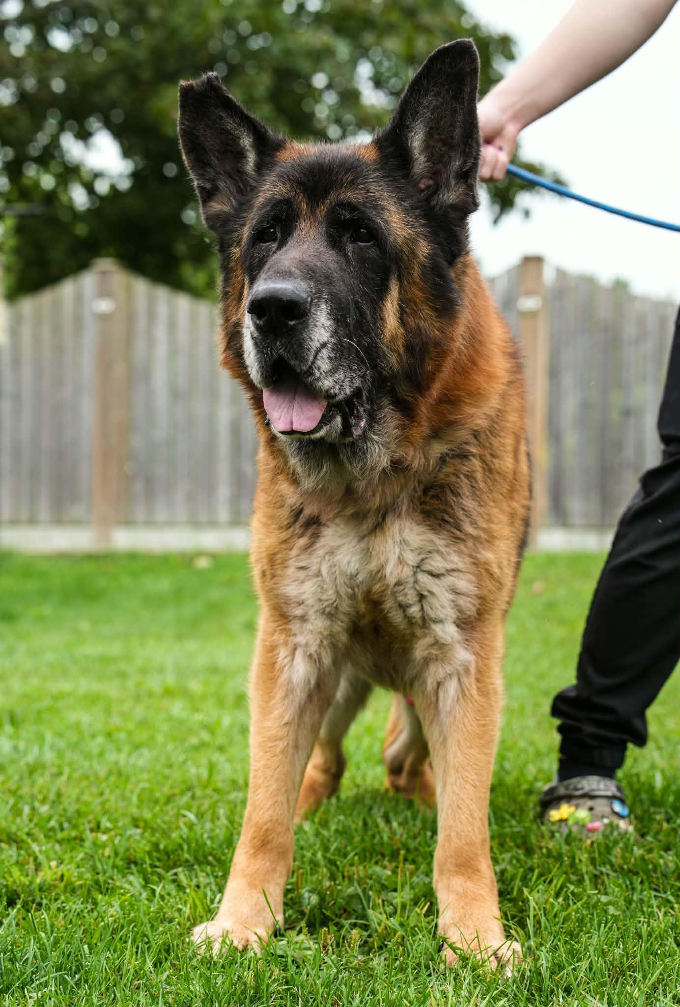 Enlarge MARKUS, an adopted German Shepherd Dog in Toronto, ON image 2/6