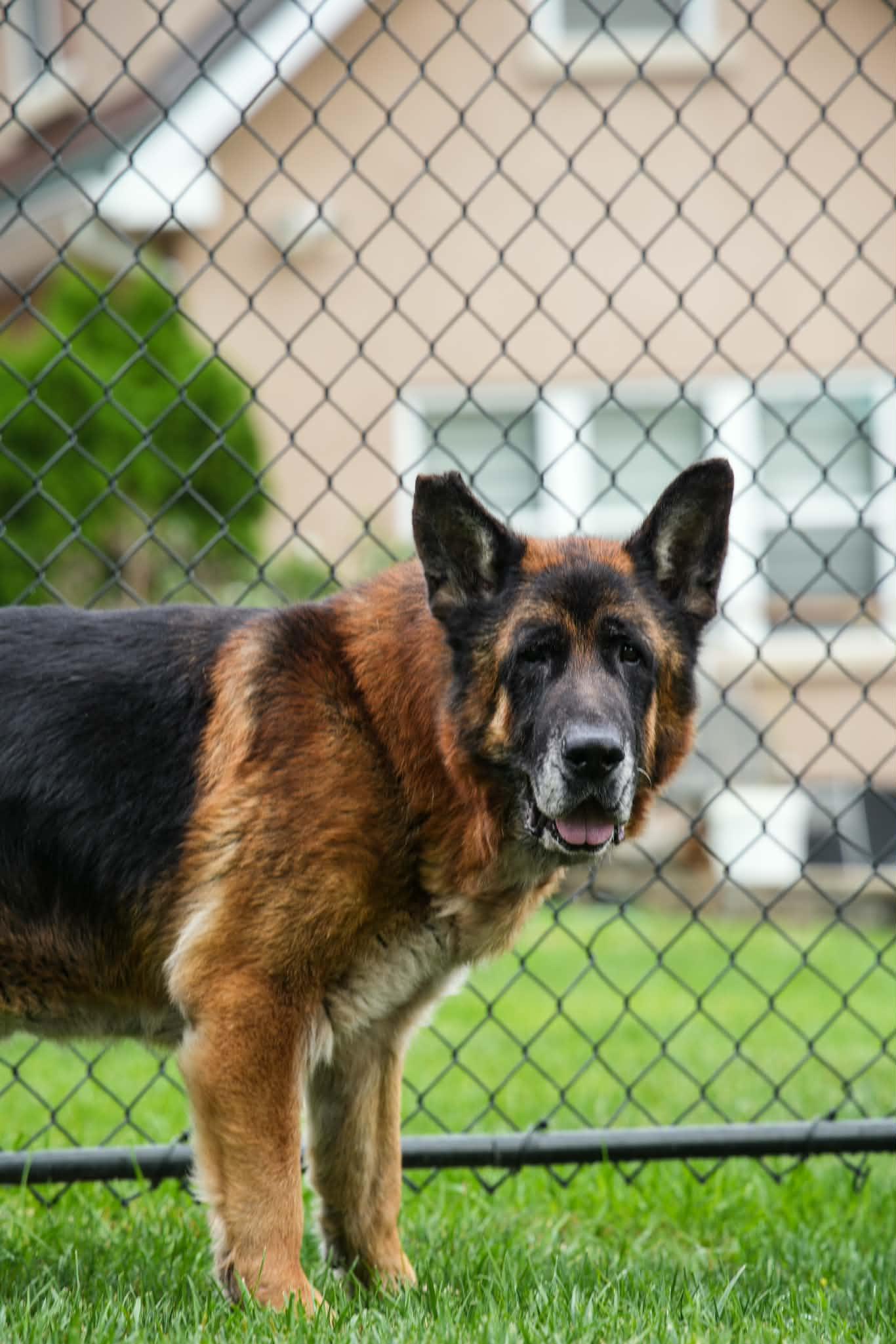 Enlarge MARKUS, an adopted German Shepherd Dog in Toronto, ON image 3/6