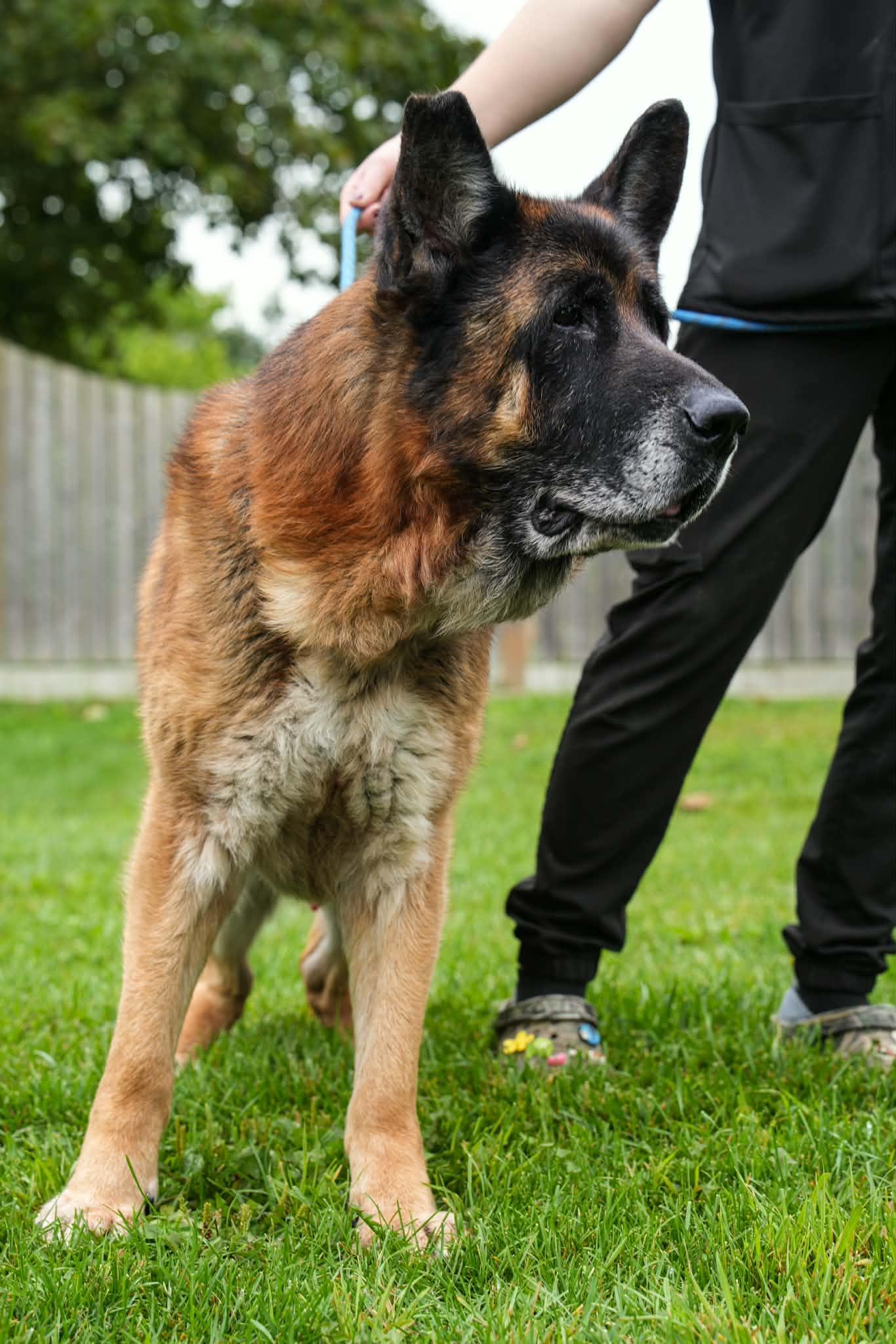 Enlarge MARKUS, an adopted German Shepherd Dog in Toronto, ON image 6/6