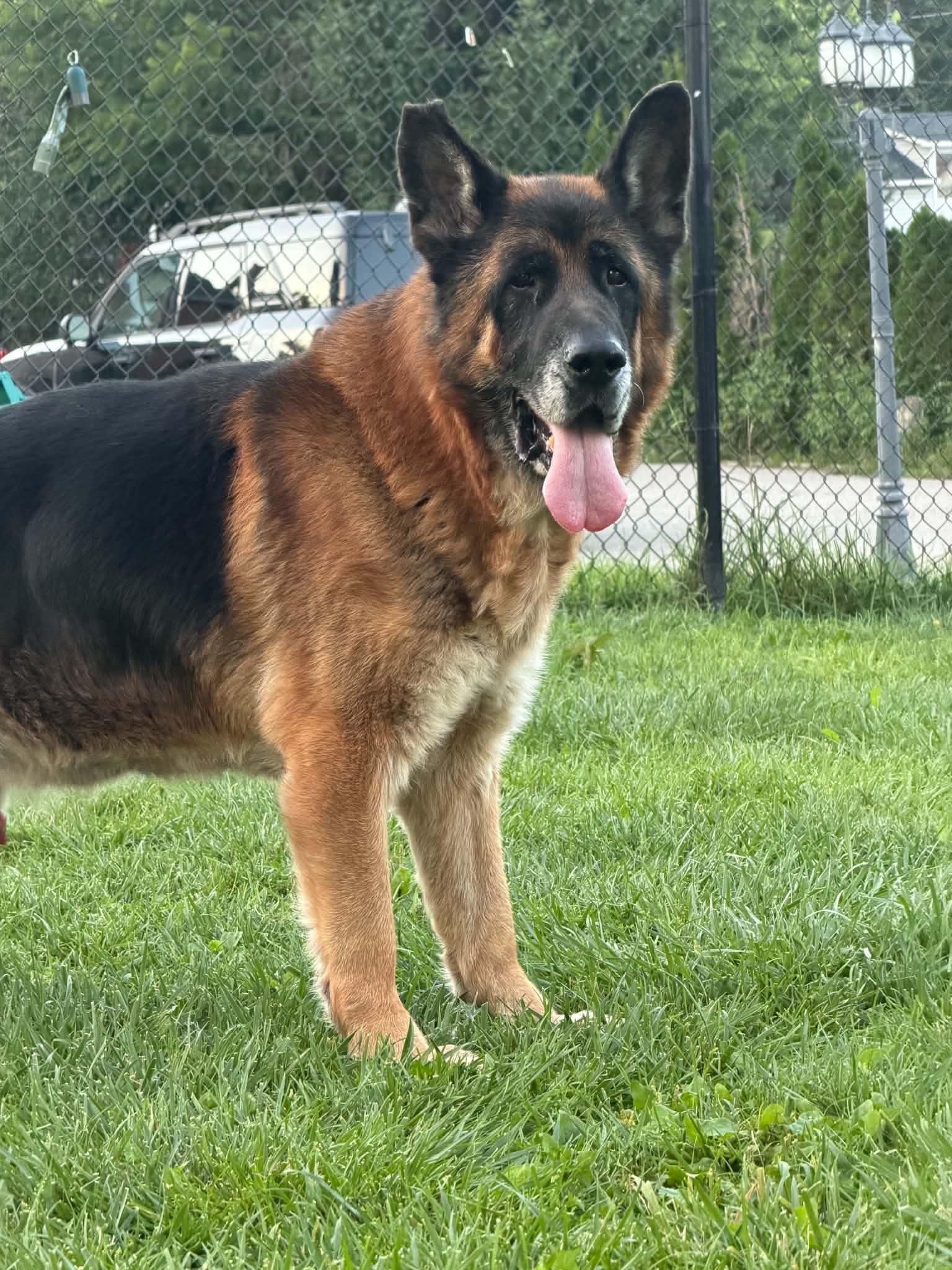 MARKUS, adopted, Senior Male German Shepherd Dog.