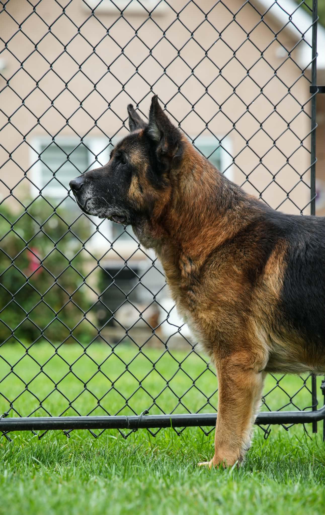 Enlarge MARKUS, an adopted German Shepherd Dog in Toronto, ON image 5/6