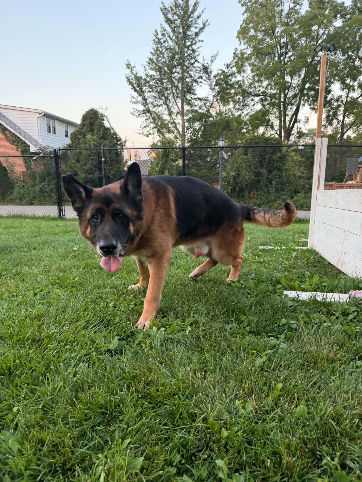 Enlarge MARKUS, an adopted German Shepherd Dog in Toronto, ON image 4/6