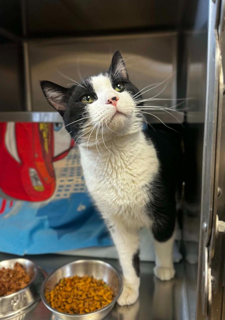 Enlarge Nicholas, a Adoptable mixed breed in Grand Forks, ND image 1/2