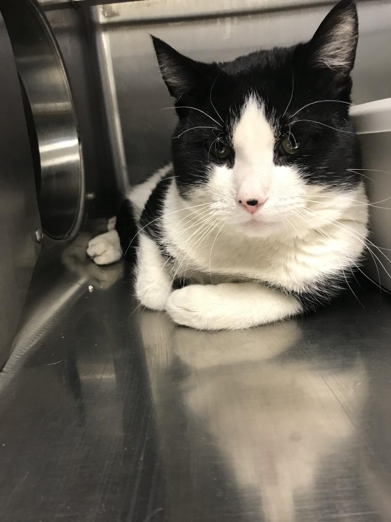 Enlarge Nicholas, a Adoptable mixed breed in Grand Forks, ND image 2/2