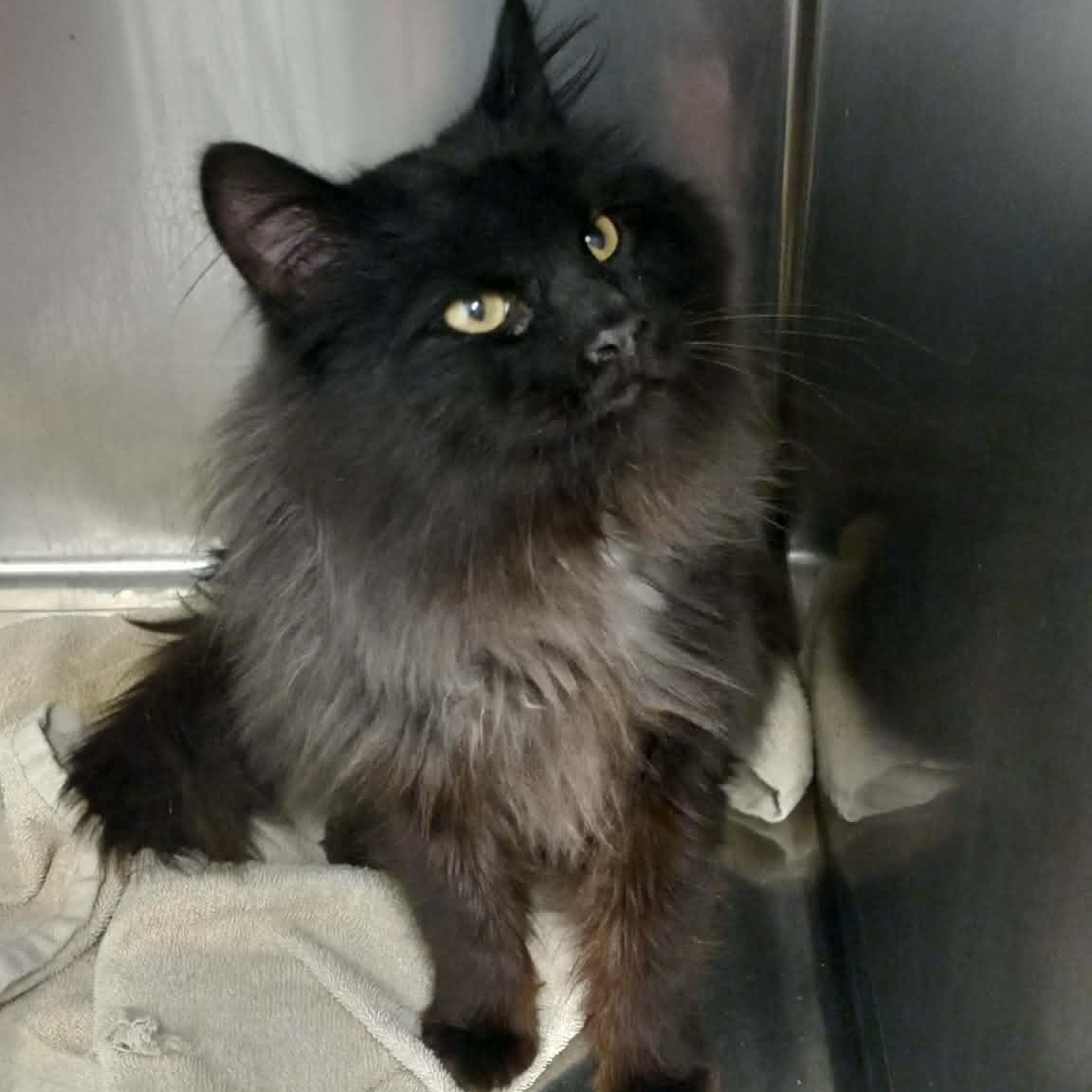 Sir Buster , ADOPTABLE, Young Male Domestic Long Hair.
