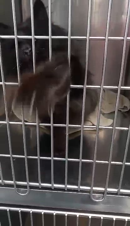Enlarge Sir Buster , an adopted Domestic Long Hair in Unionville, MO video 2/2