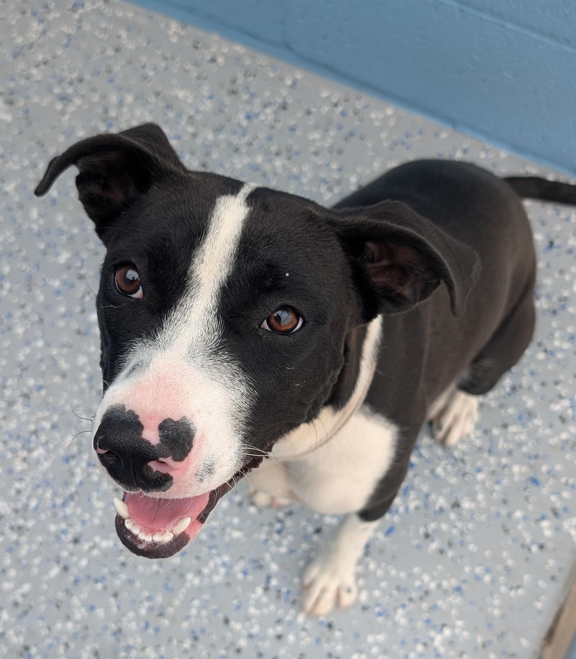 Enlarge Pita, a ADOPTABLE mixed breed in Benson, AZ image 2/3