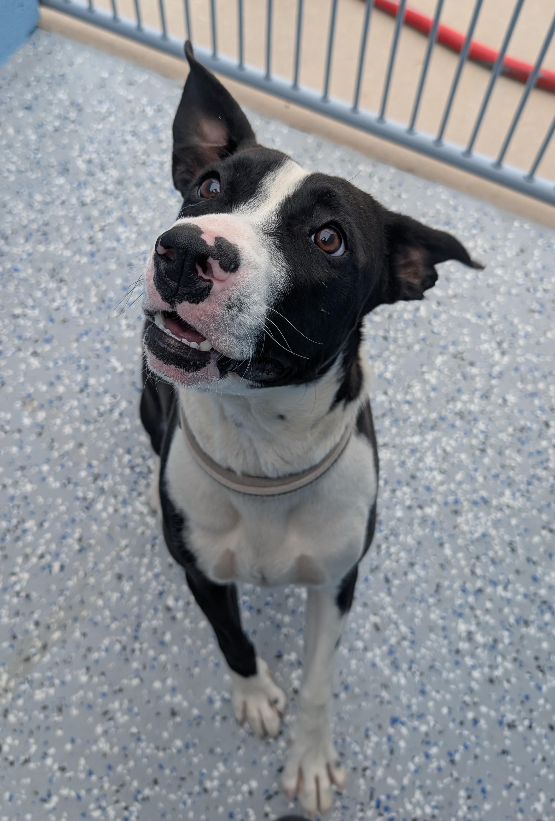 Pita, ADOPTABLE, Puppy Female Pit Bull Terrier & Border Collie.