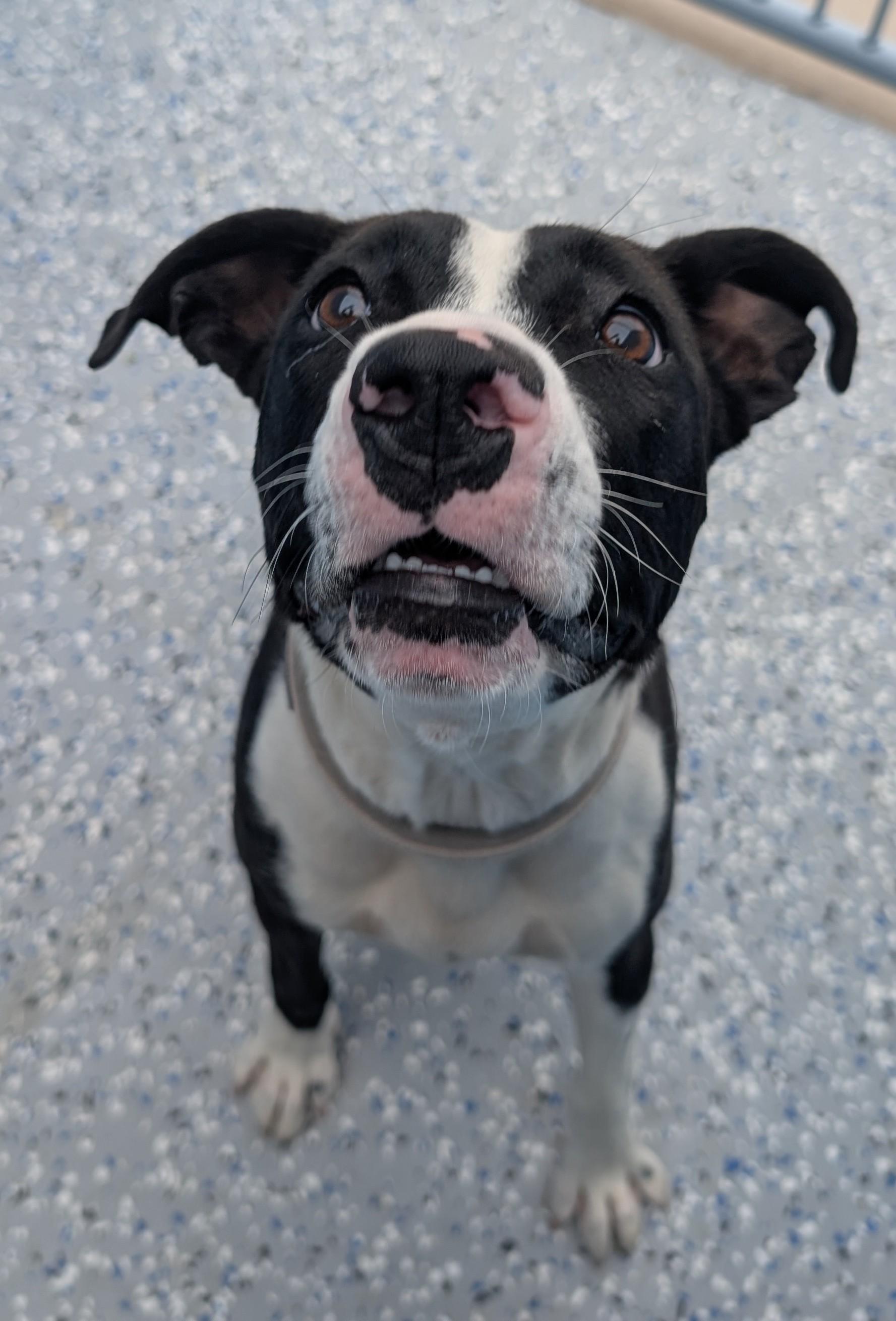 Enlarge Pita, a ADOPTABLE mixed breed in Benson, AZ image 3/3