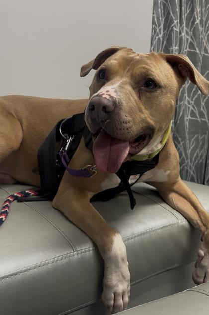 Enlarge Caesar, a Adoptable mixed breed in Cincinnati, OH image 1/3