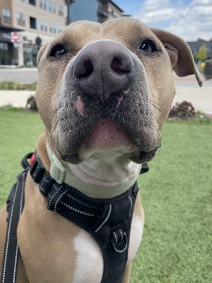 Enlarge Caesar, a Adoptable mixed breed in Cincinnati, OH image 2/3