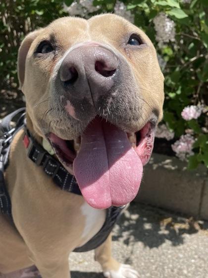 Enlarge Caesar, a Adoptable mixed breed in Cincinnati, OH image 3/3