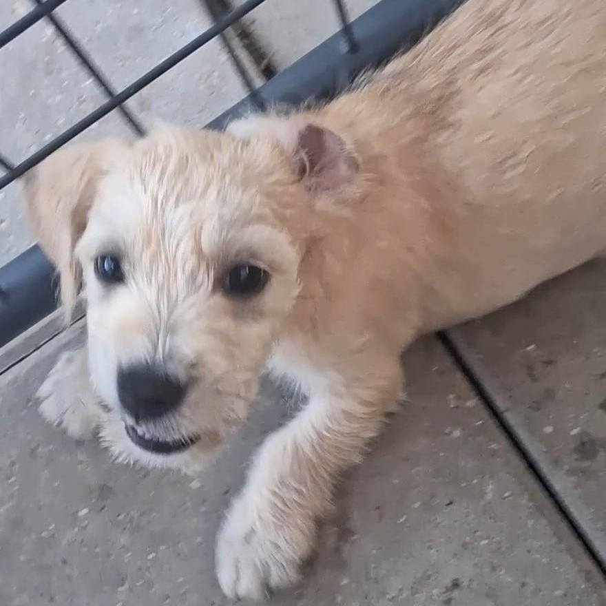 Enlarge Frosty, a Adoptable mixed breed in Newburgh, NY image 1/4