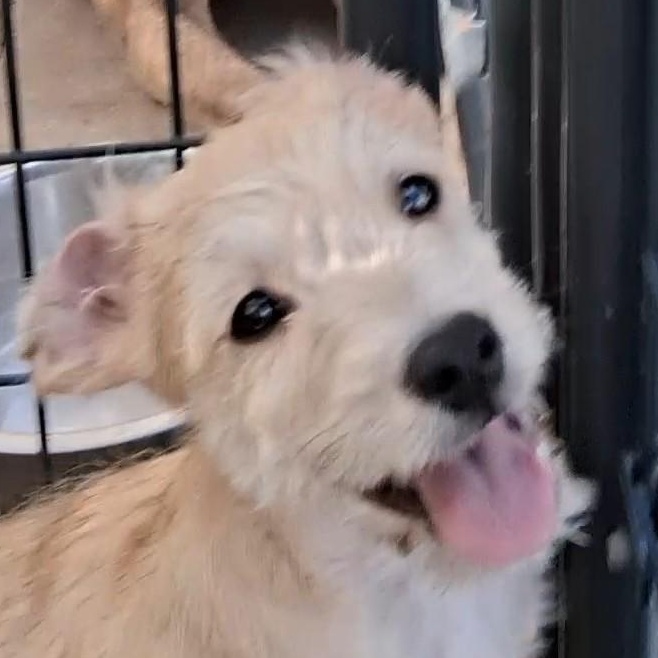 Enlarge Frosty, a Adoptable mixed breed in Newburgh, NY image 3/4