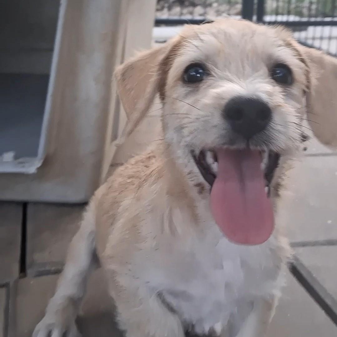 Enlarge Frosty, a Adoptable mixed breed in Newburgh, NY image 2/4
