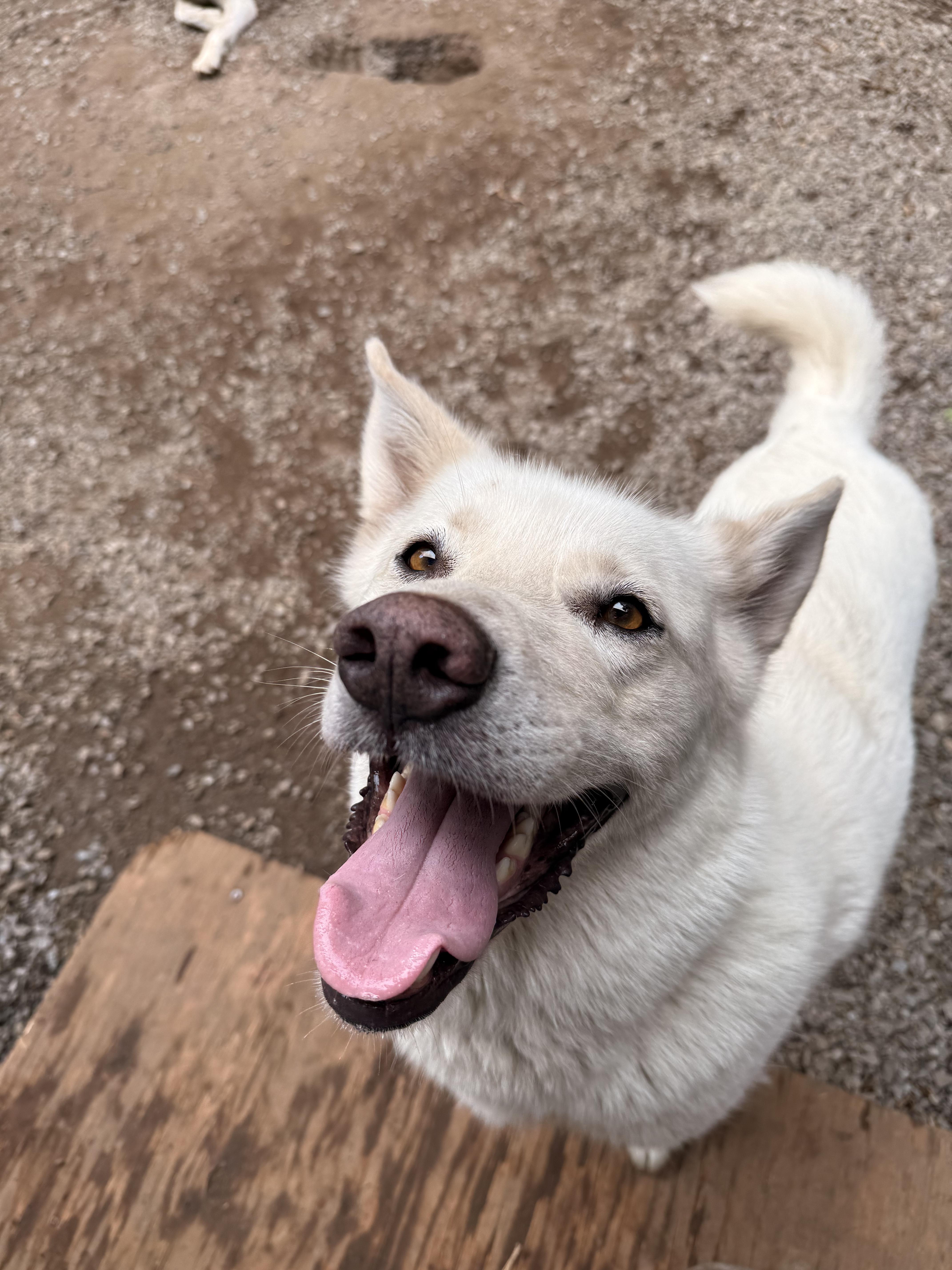 Blanche, adoptable, Adult Female German Shepherd Dog.