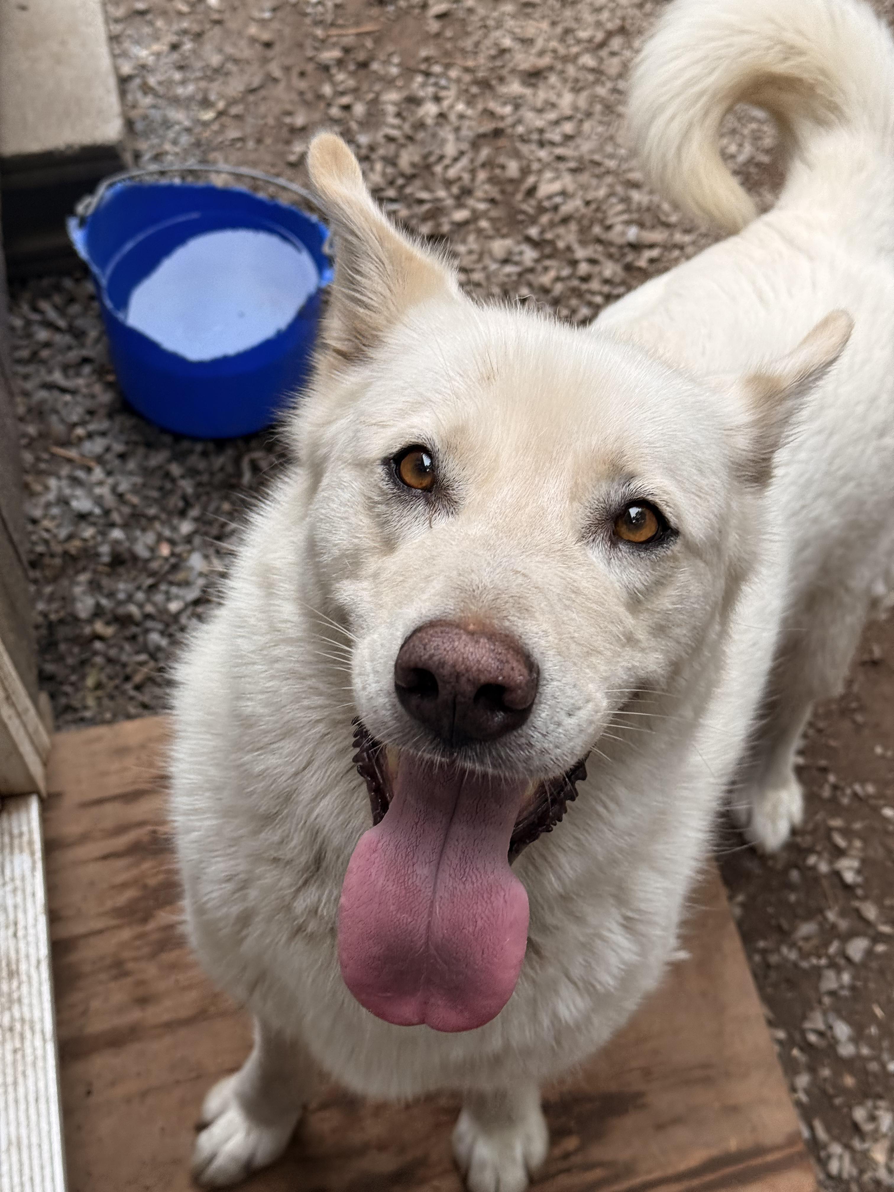 Blanche, an adoptable mixed breed in Addison, ON image 1/6