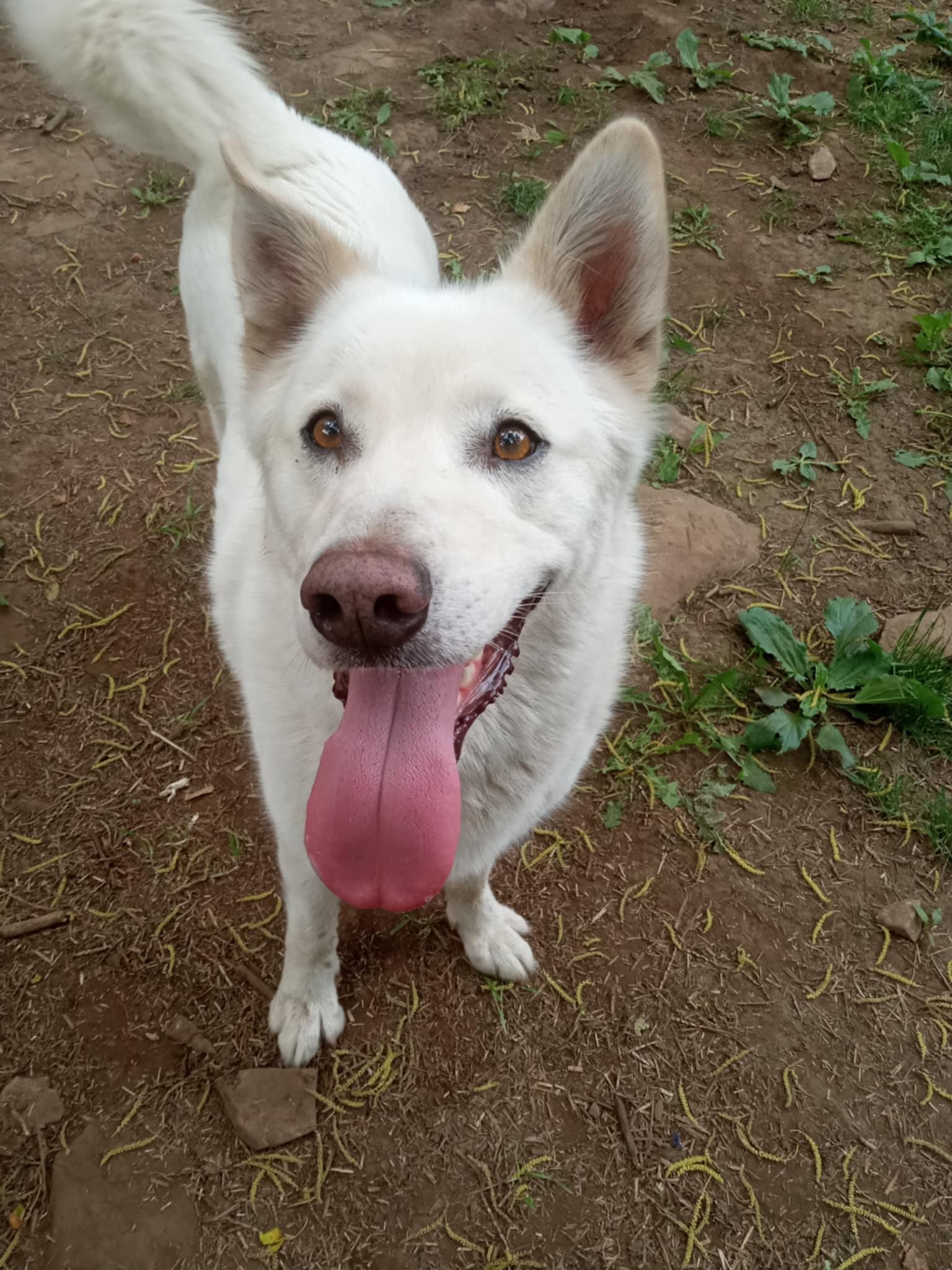 Blanche, an adoptable mixed breed in Addison, ON image 4/6