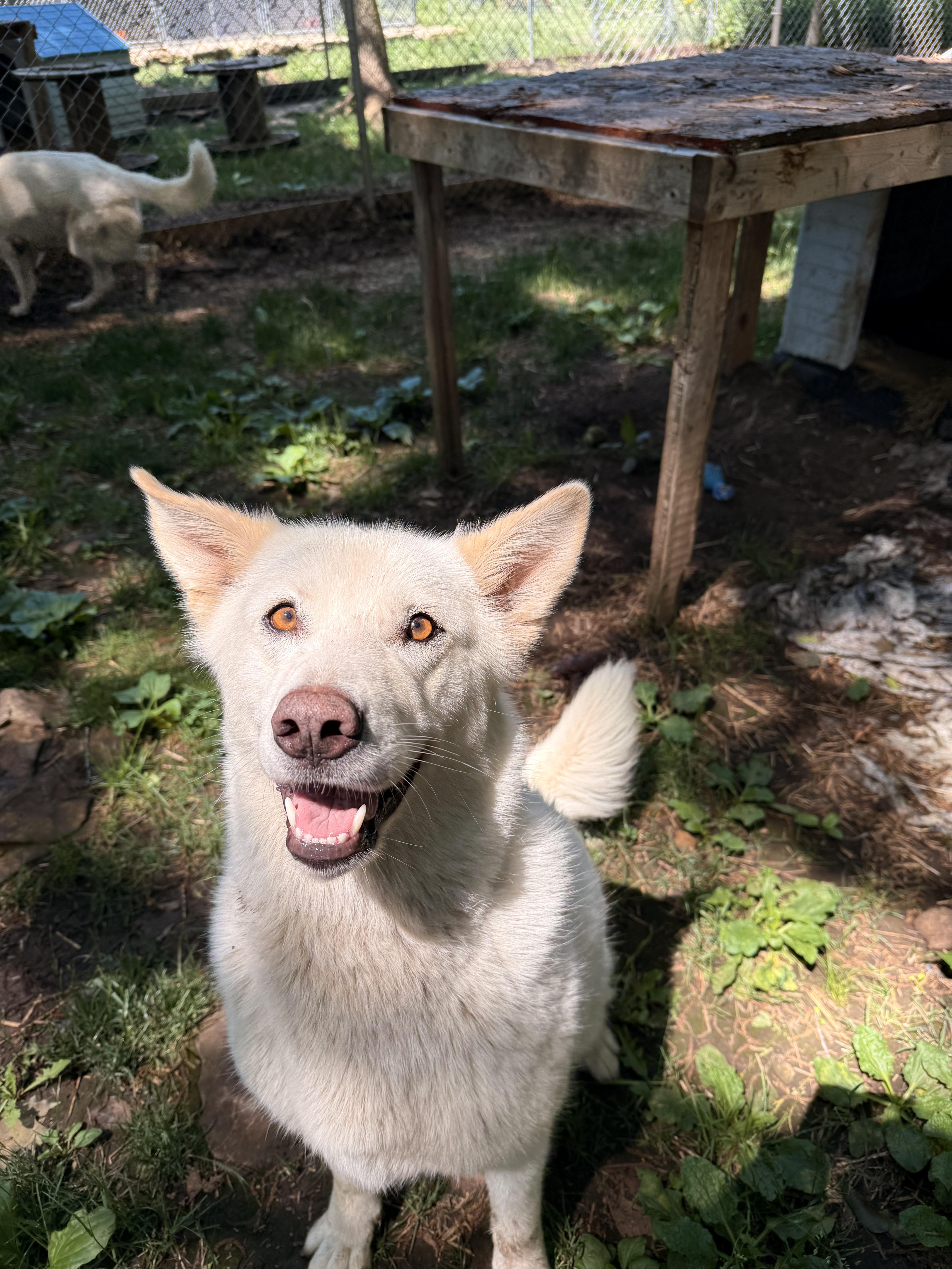 Blanche, an adoptable mixed breed in Addison, ON image 3/6
