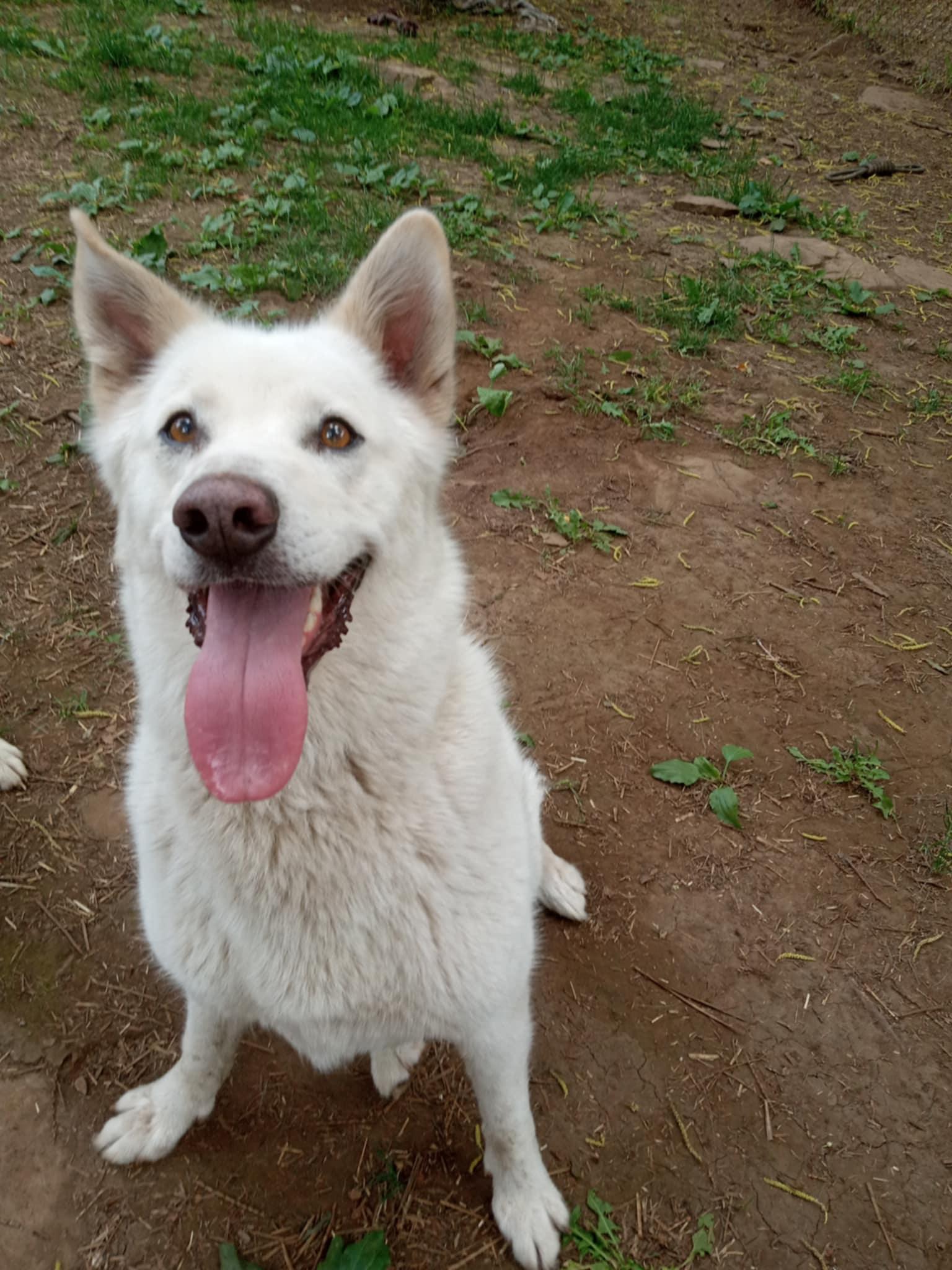 Blanche, an adoptable mixed breed in Addison, ON image 6/6