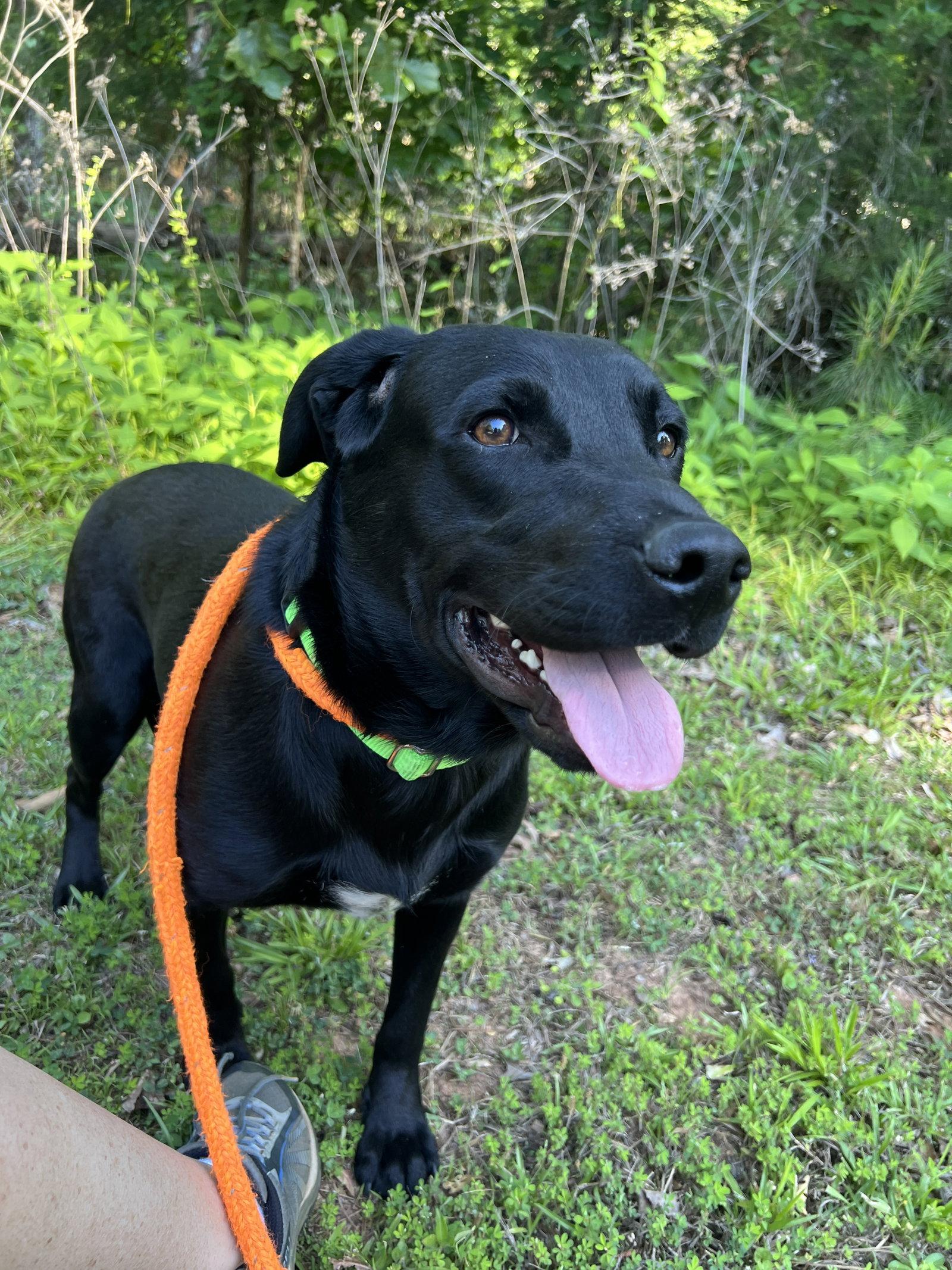 Murray, a Adoptable Labrador Retriever in Mc Cormick, SC image 1/3