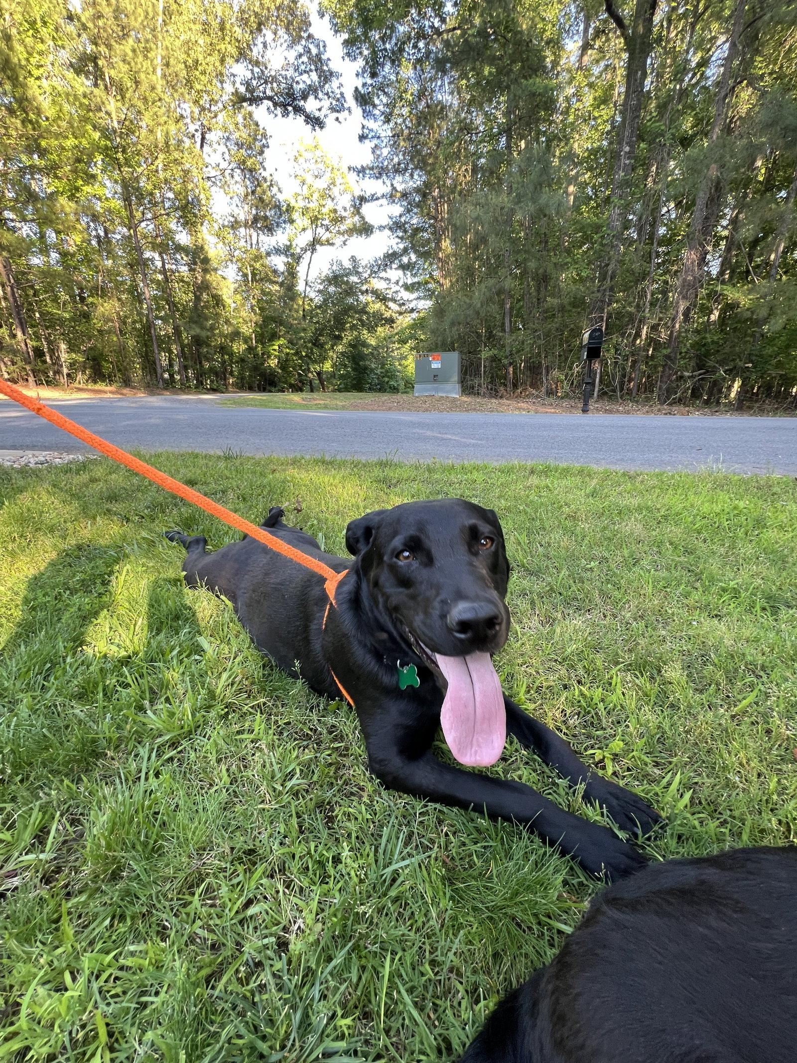 Murray, a Adoptable Labrador Retriever in Mc Cormick, SC image 2/3
