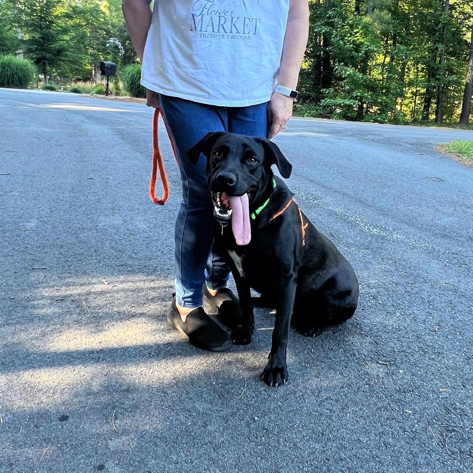 Murray, a Adoptable Labrador Retriever in Mc Cormick, SC image 3/3