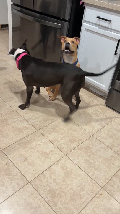 Enlarge Nolan, a Adoptable mixed breed in Columbus , OH video 2/6