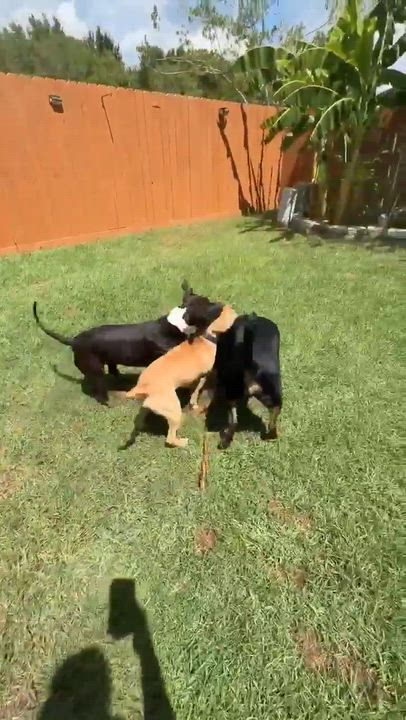Enlarge Nolan, a Adoptable mixed breed in Columbus , OH video 5/6
