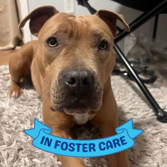 NELLIE, Adoptable, Young Female American Staffordshire Terrier.