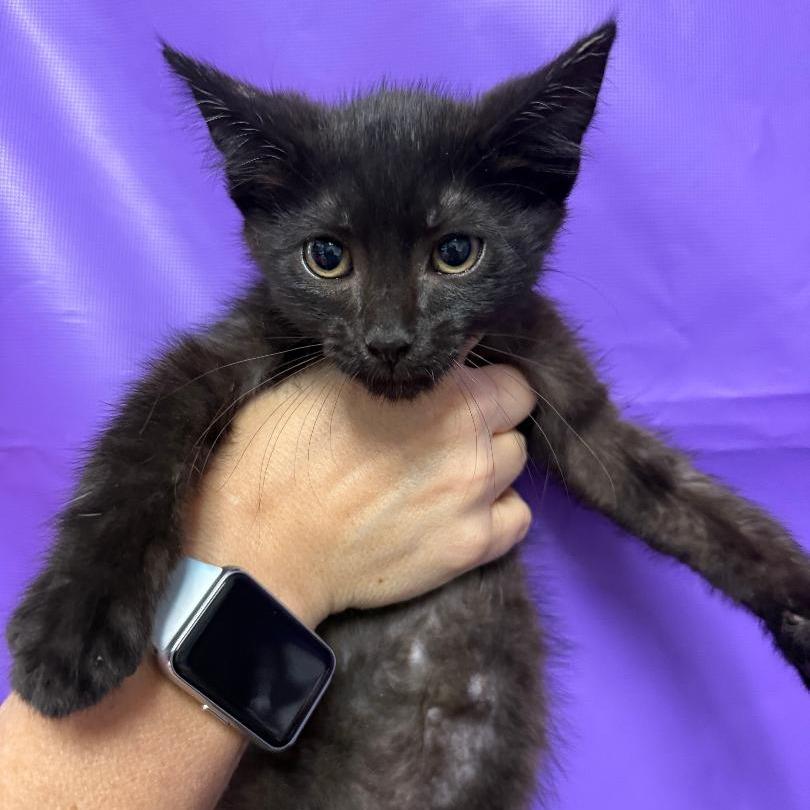 Rhys, Adoptable, Kitten Male Domestic Short Hair.