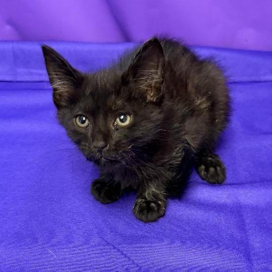 Enlarge Rhys, a Adoptable Domestic Short Hair in North Myrtle Beach, SC image 2/2