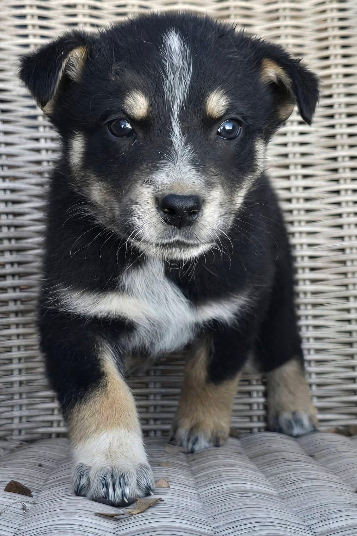 Anchovy — thumbnail 2