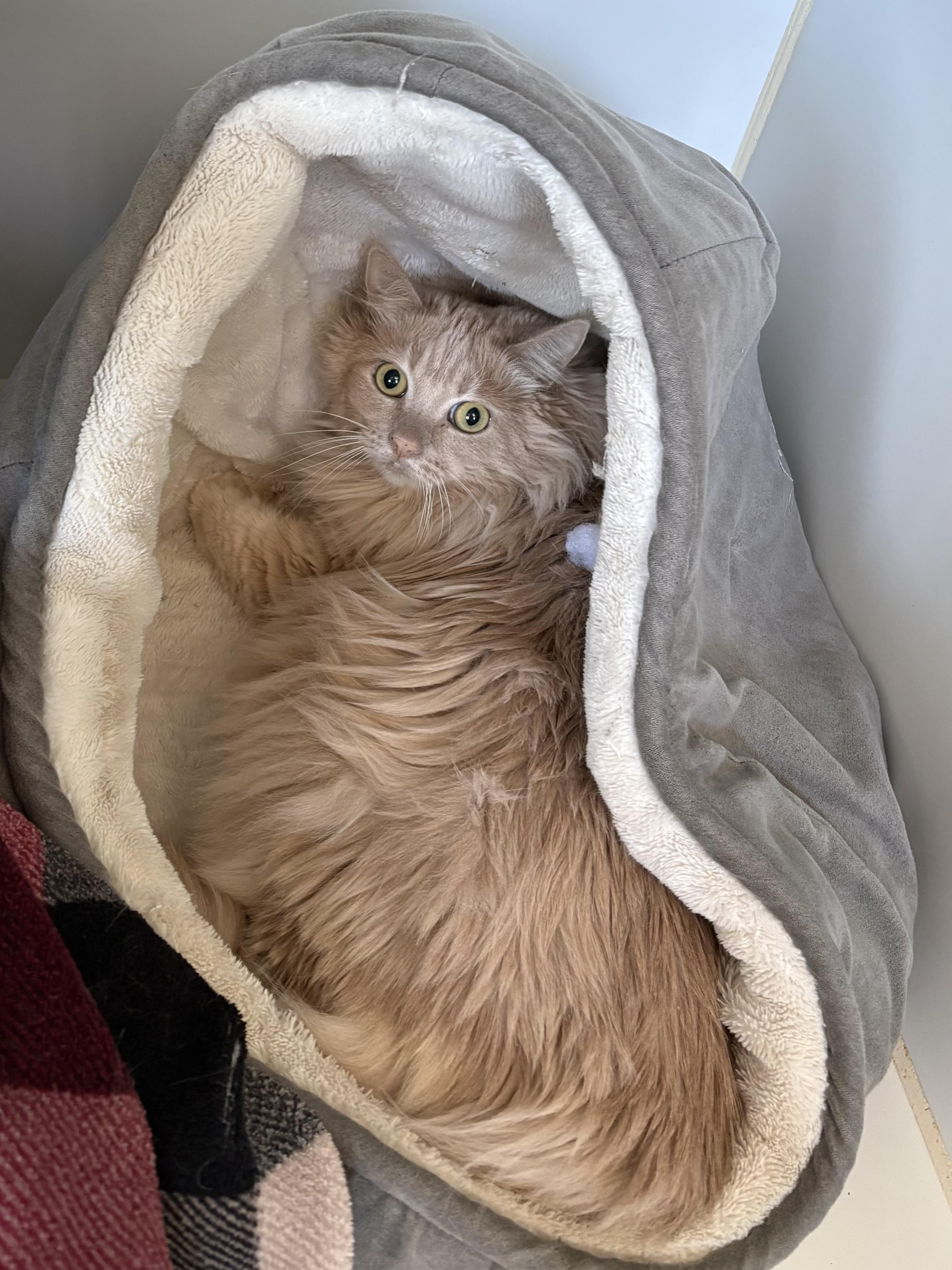 Enlarge Bellah, an adopted Domestic Long Hair in Grass Valley, CA image 1/1