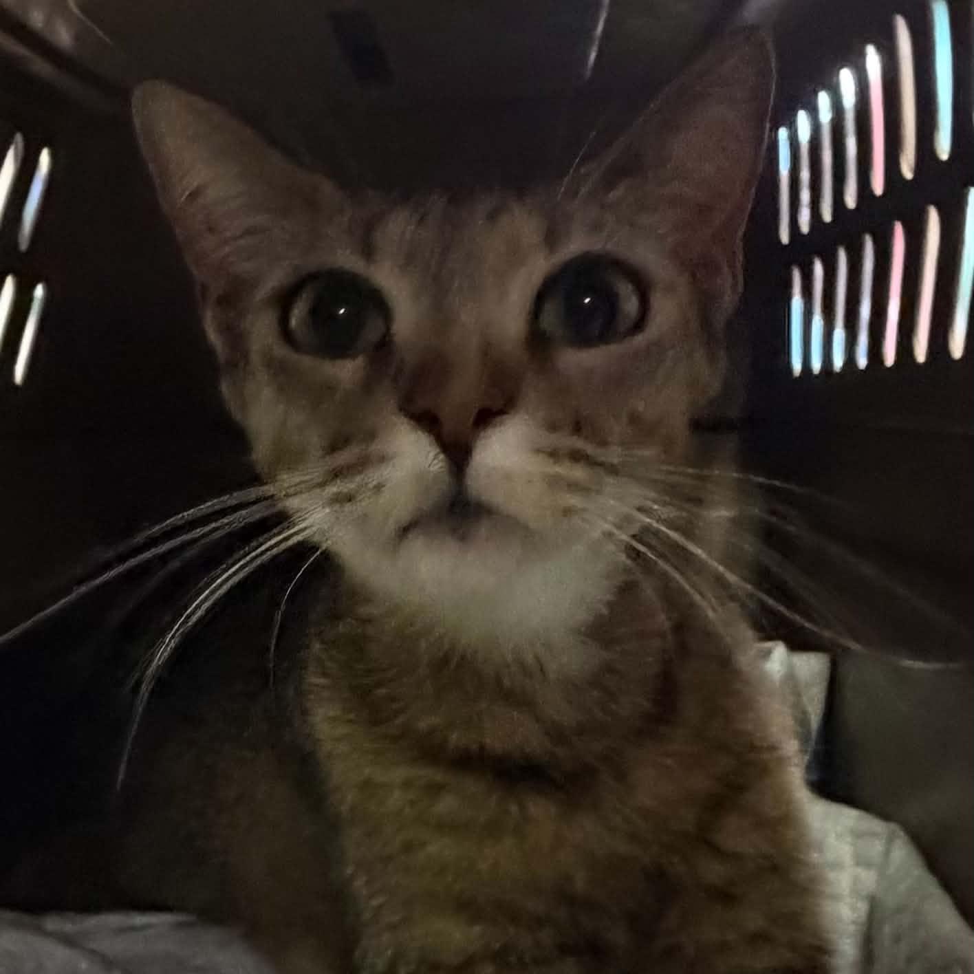 Rana, adopted, Young Female Tabby & Domestic Short Hair.