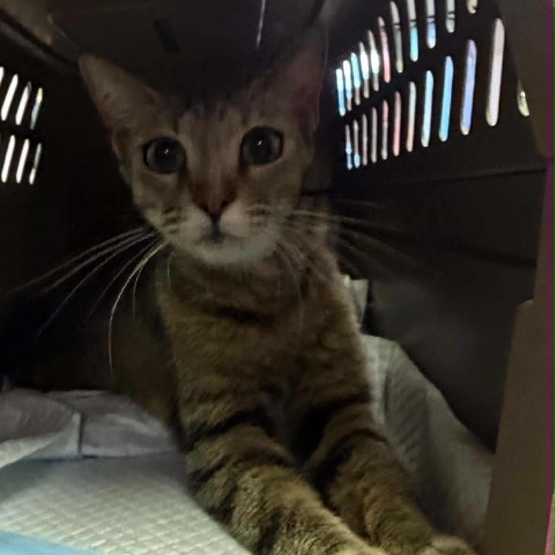 Enlarge Rana, an adopted mixed breed in Antioch, CA image 2/2