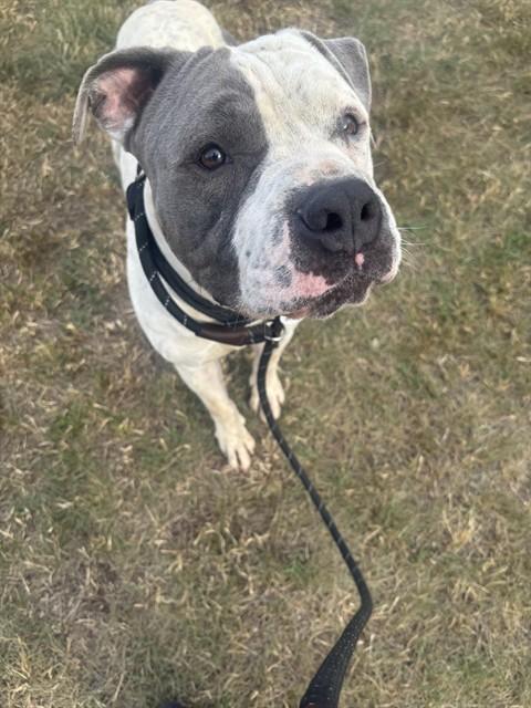 TITUS, Adoptable, Young Male Pit Bull Terrier.